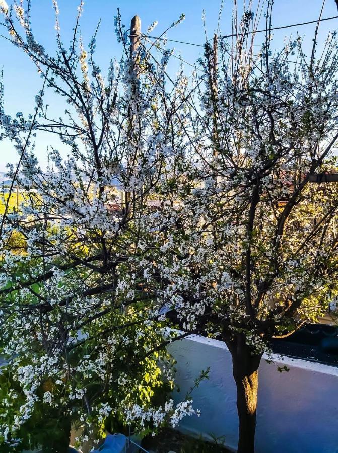 West Garden At Aigio By Greece Apartments Exterior foto
